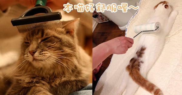 為主子梳理毛髮的好處多多!每天也要為主子梳理毛髮的5個原因~