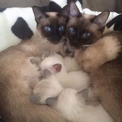 Pinterest