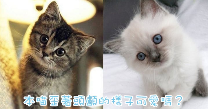 貓奴對主子側頭都沒抗拒力！10位側著頭看你的主子簡直萌翻了！