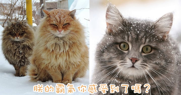 冰天雪地的王者~8隻充滿霸氣的西伯利亞喵星人!
