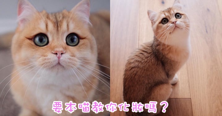 喵界化妝達人登場～澳洲貓女自帶深色眼線超嬌美！