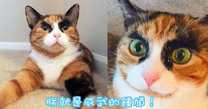 威武又神氣的粗眉大眼～英明神武的粗眉主子超討人喜歡！