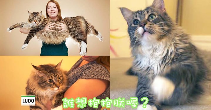 世界上最長的喵星人～來自英國的緬因庫恩貓主子Ludo！