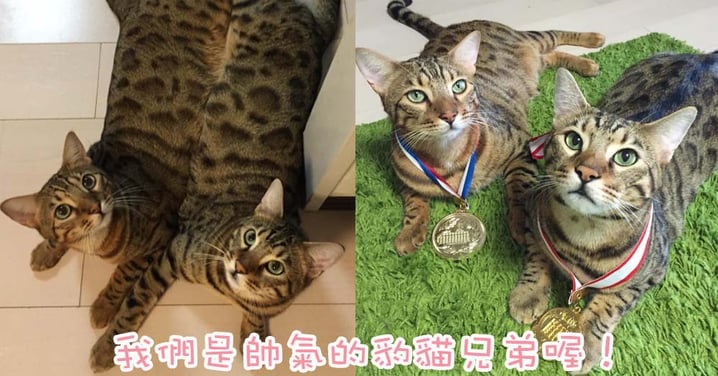 有著我便有著你～日本超合拍豹貓兄弟出雙入對！