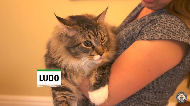 guinnessworldrecords