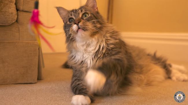 guinnessworldrecords