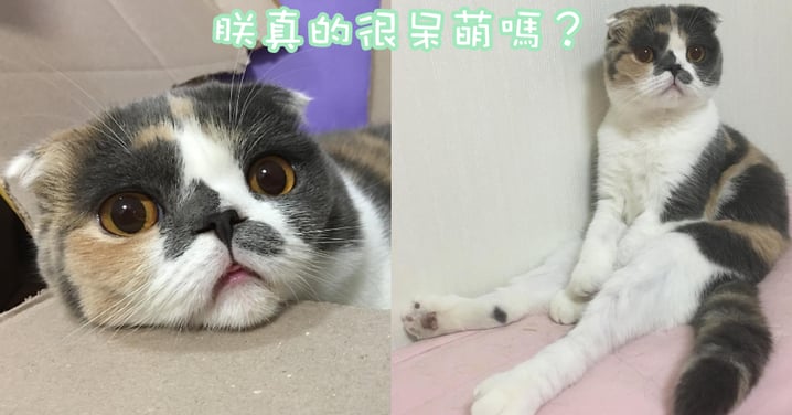 三色的小呆萌超可愛～韓國三色貓樣子呆萌人氣滿滿！