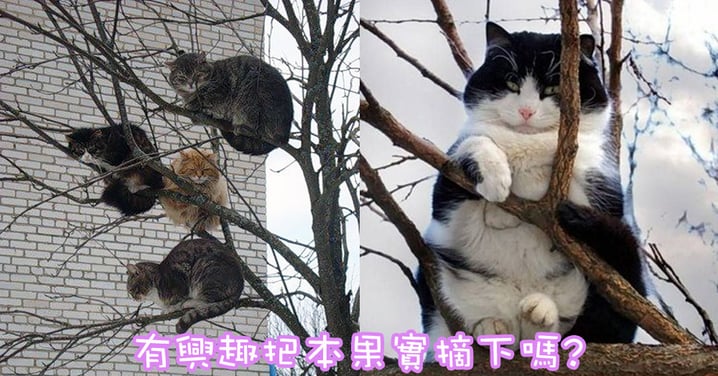 秋天來咯！一起收割樹上肥美的果實～10張胖貓上樹超可愛！