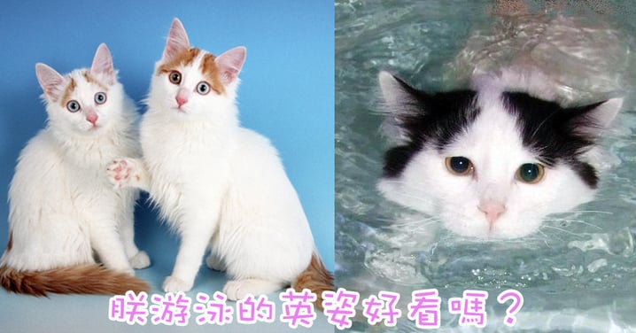天生的游泳好手！擁有一雙美麗眼睛的土耳其梵貓！