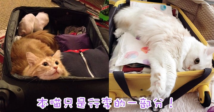 去旅行怎能不帶上朕！8位佔領貓奴行李箱的可愛喵星人！