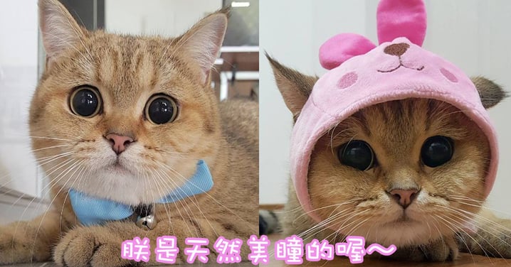 有誰比朕的眼睛瞪得大呀～泰國超可愛橘貓眼睛圓滾滾！