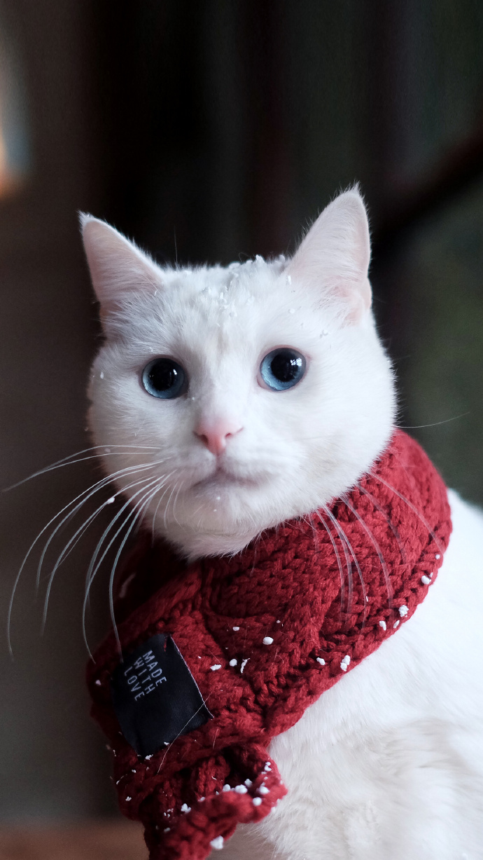 酥饼大人的微博