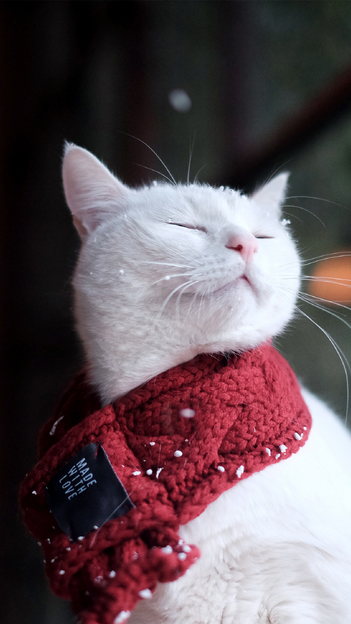 酥饼大人的微博