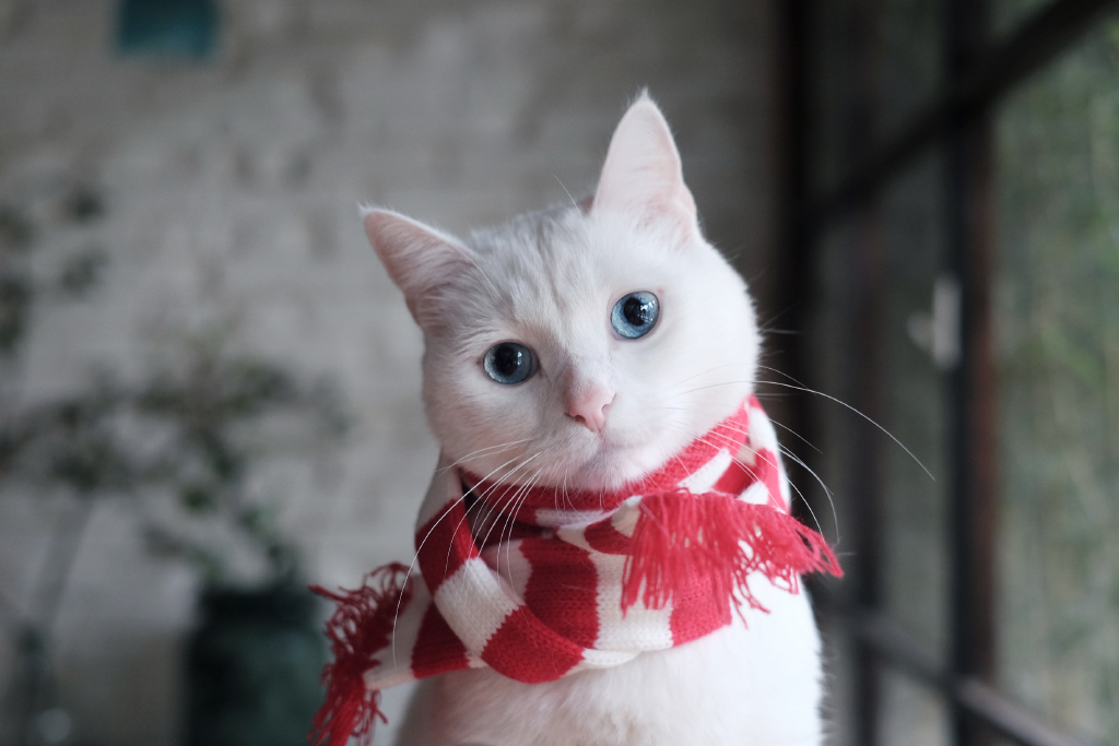 酥饼大人的微博