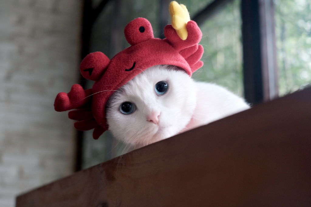 酥饼大人的微博