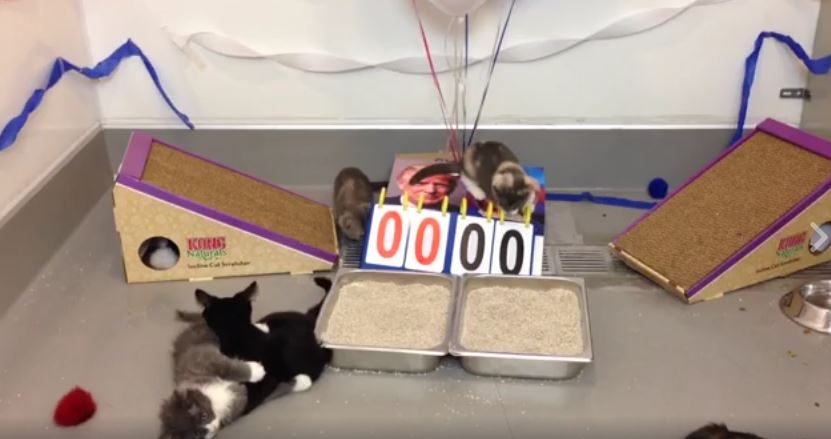 Found Animals Foundation