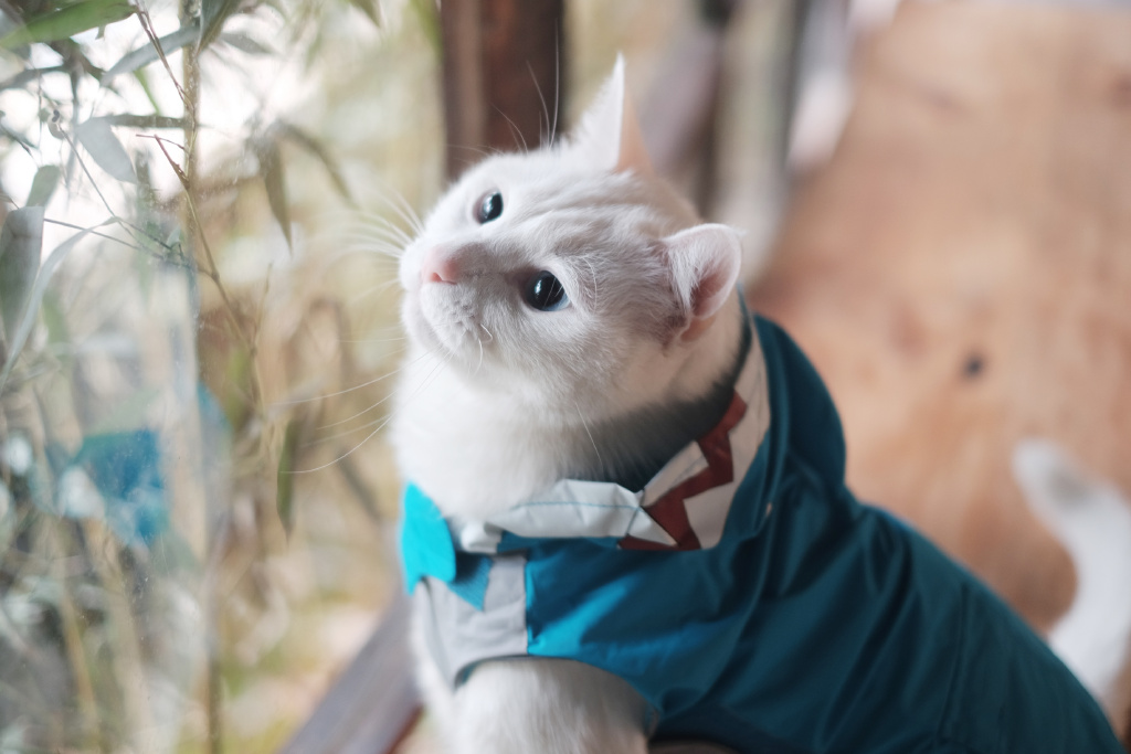 酥饼大人的微博