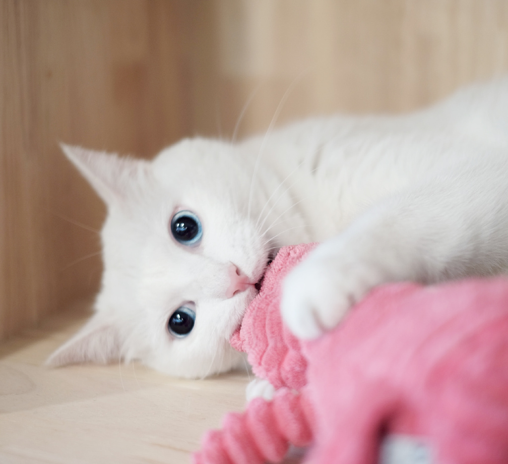 酥饼大人的微博