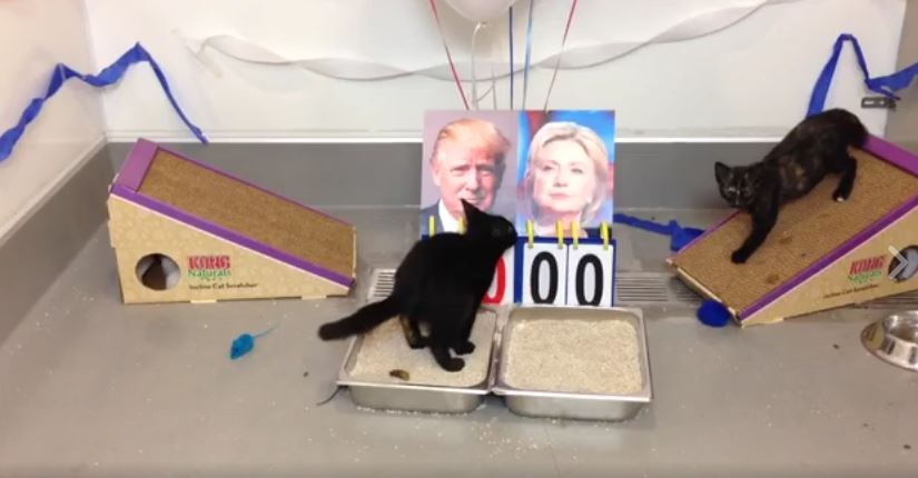 Found Animals Foundation