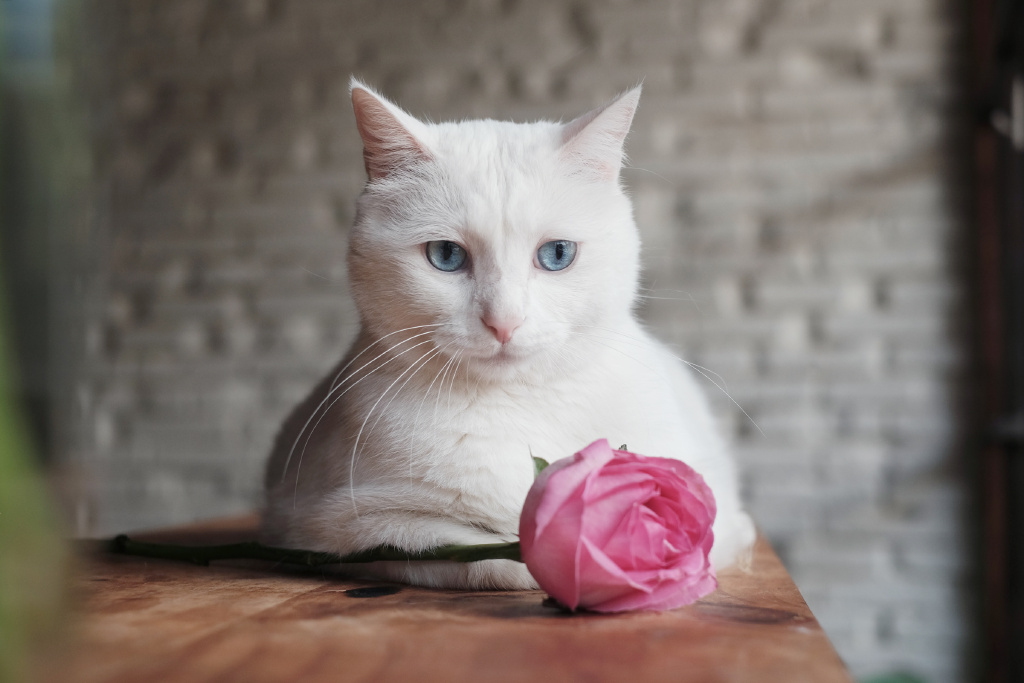 酥饼大人的微博