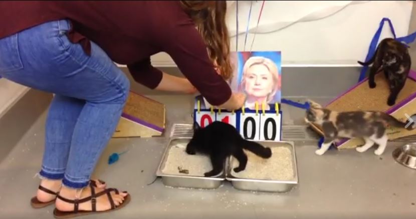 Found Animals Foundation