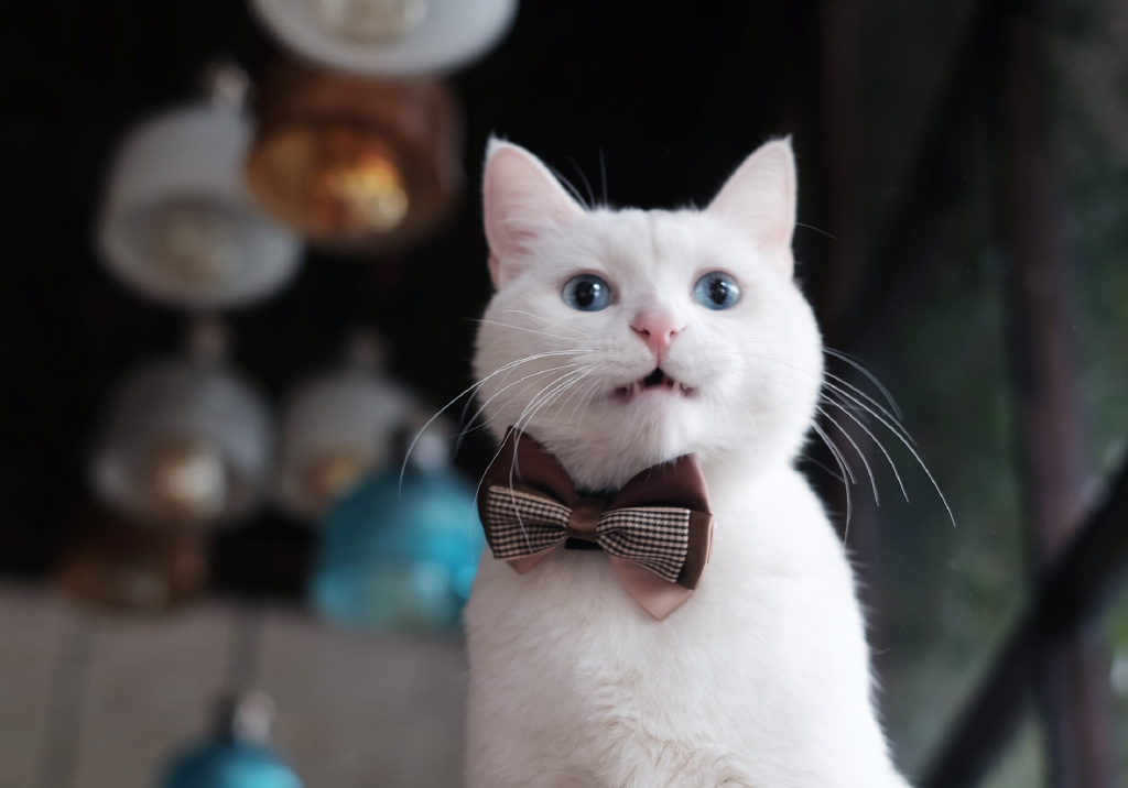 酥饼大人的微博