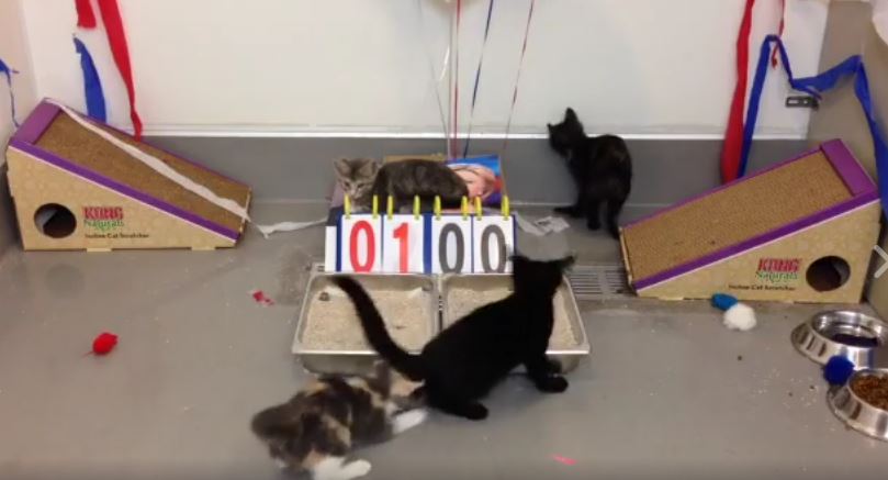 Found Animals Foundation