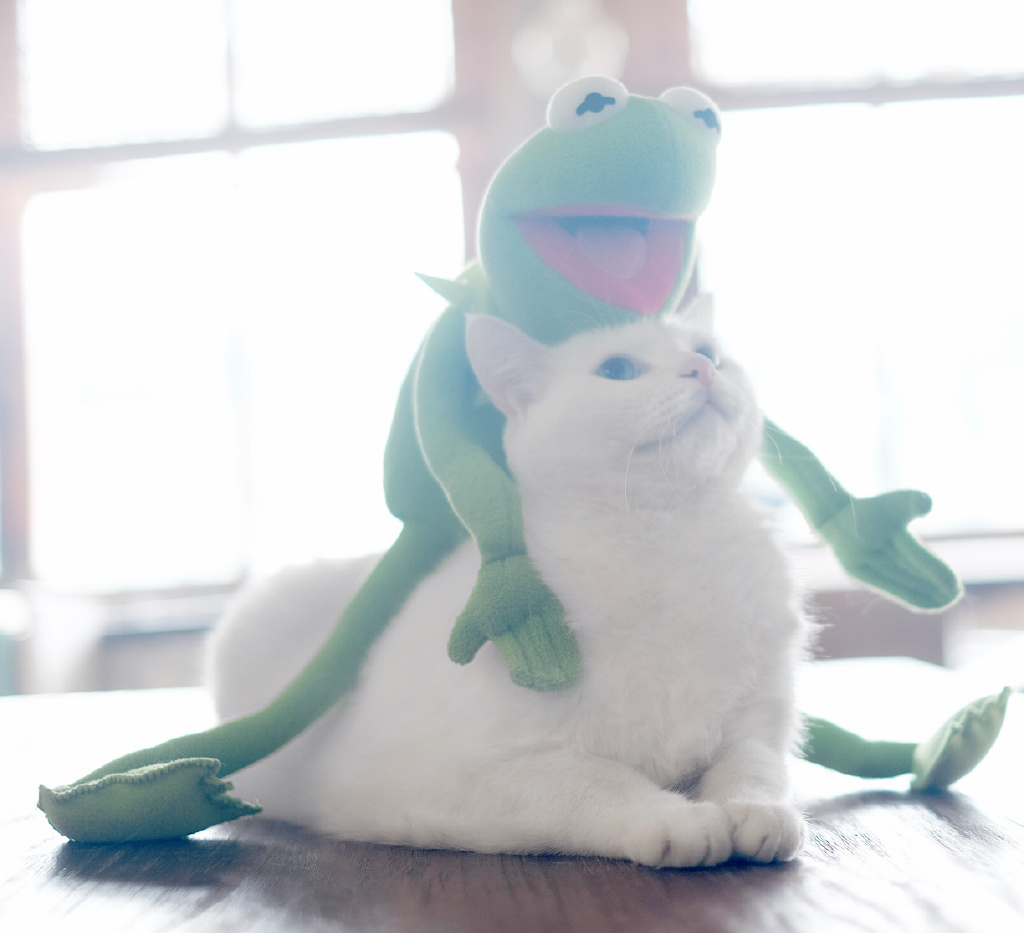 酥饼大人的微博