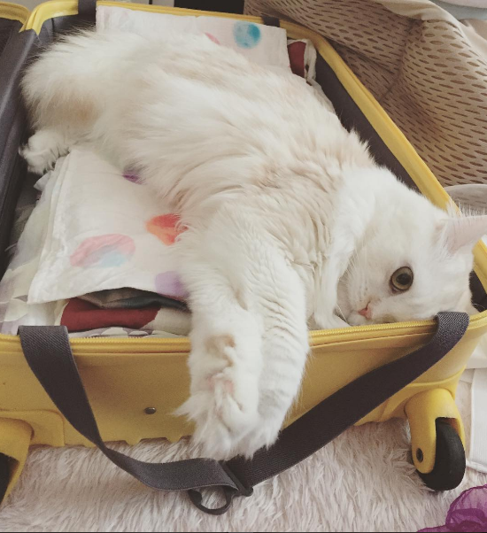 luggage02_ig