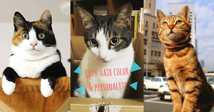 原來貓咪的毛色跟性格有關？10種毛色的貓咪特質～你的主子屬哪一種？