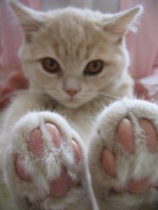 pinterest