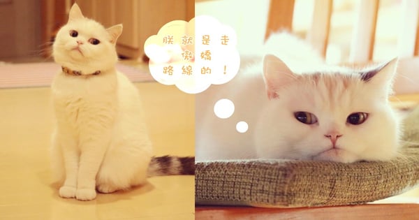 這個眼神絕對是傲嬌無誤!但即使是冷漠高傲的主子還是很有萌點啊~