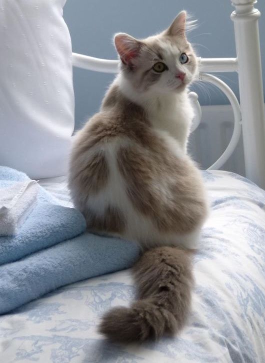 pinterest
