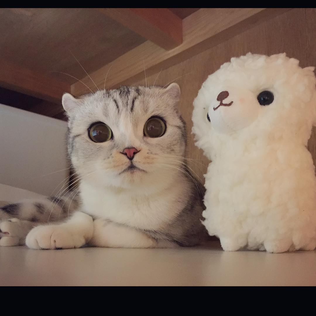 10311313_1518613585102735_556589635_n