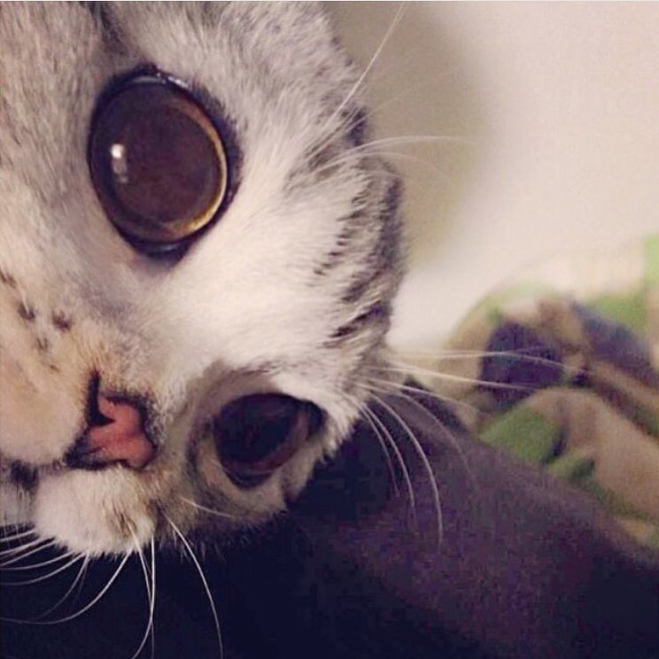 12362484_552037734964620_907477565_n