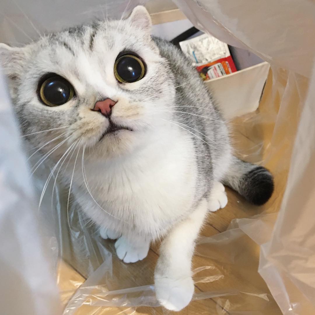 15535146_1820017234912866_4566329222456410112_n