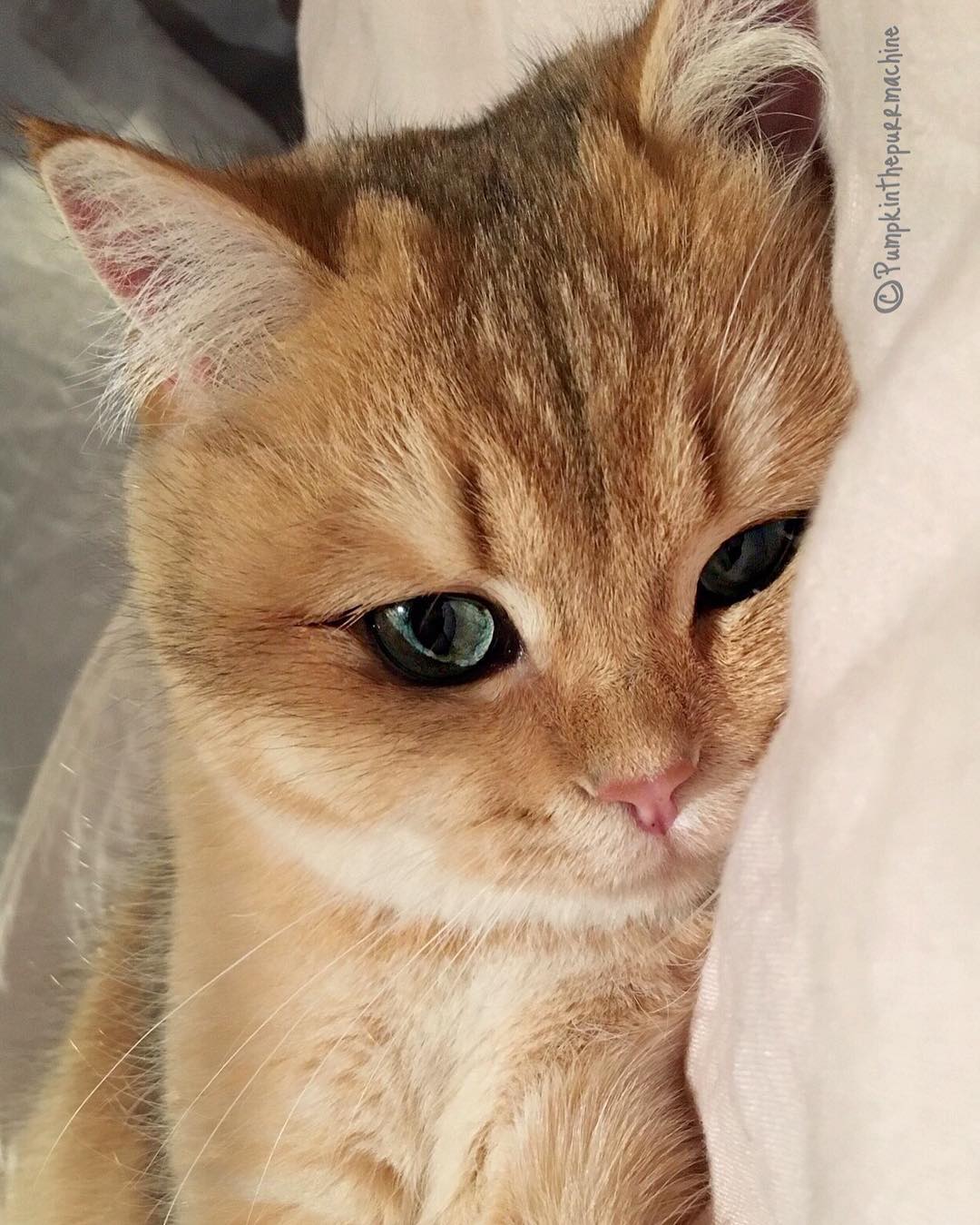 15251862_716601298515143_3114263146898915328_n