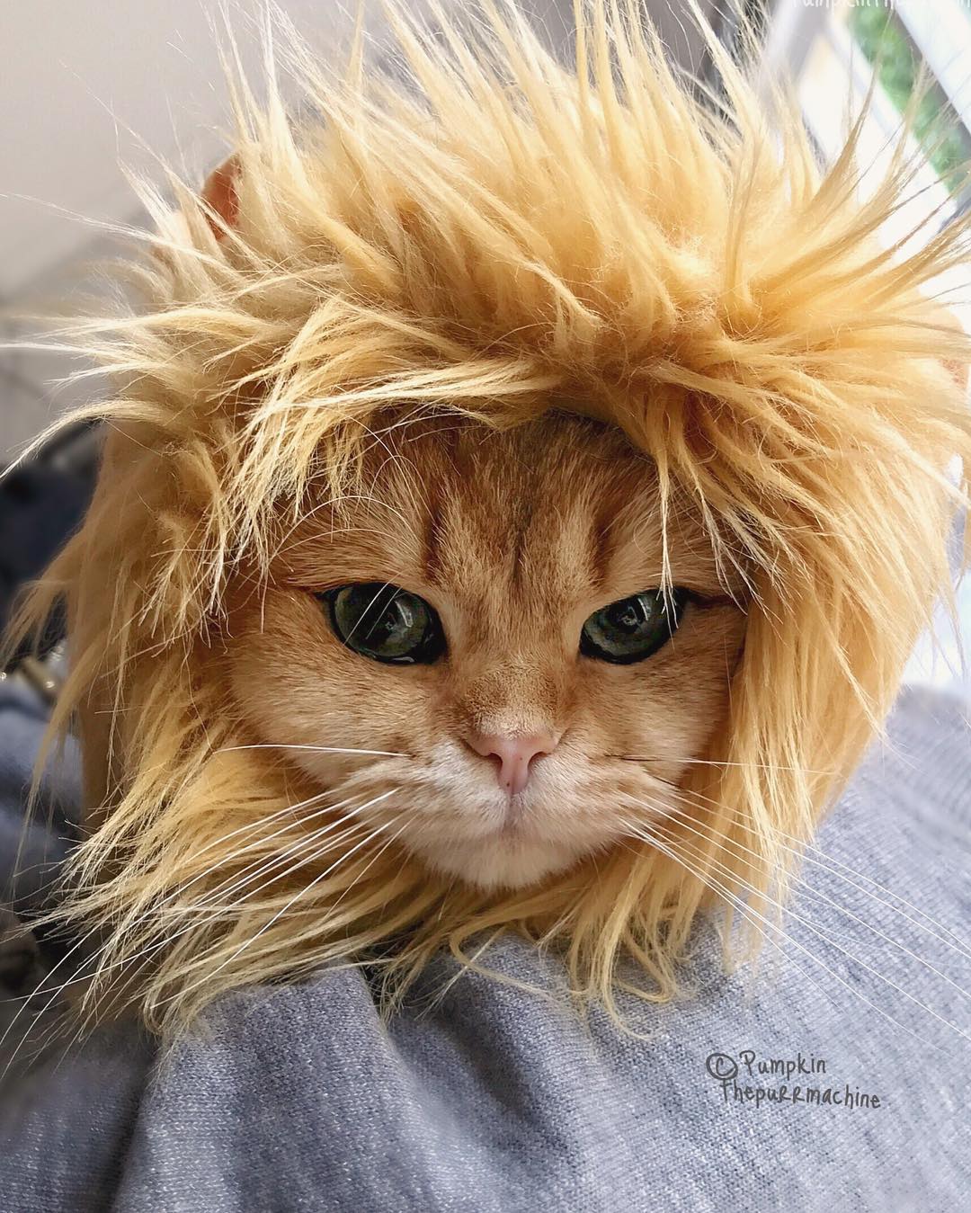 15538888_1624745827827093_2044010373941559296_n