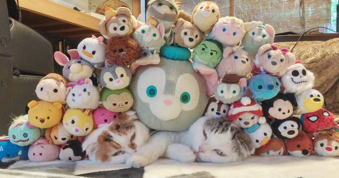 15625509_1708843969396754_7606494511232974848_n