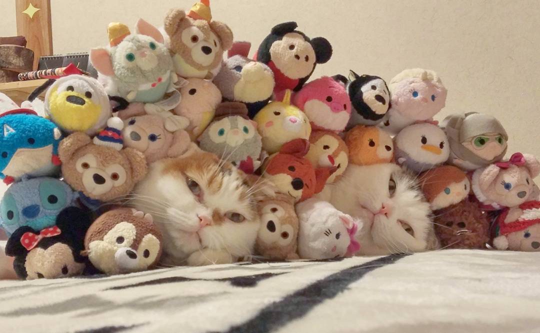 16123901_177411942741094_8675160435508379648_n