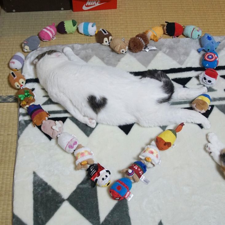 17332598_1402457563138816_2386381145026592768_n