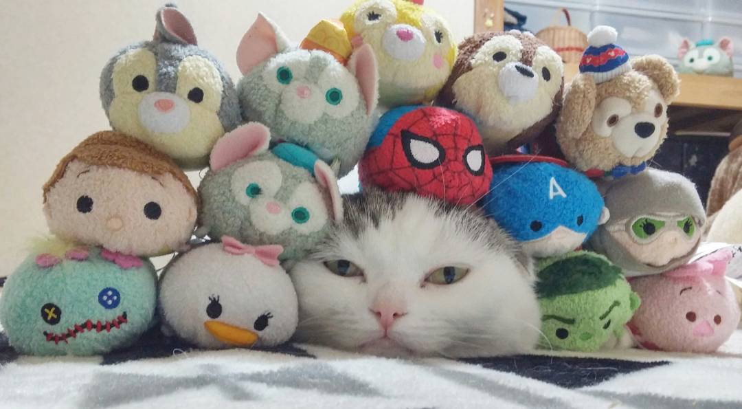 18252598_102136707028126_6127841759184551936_n