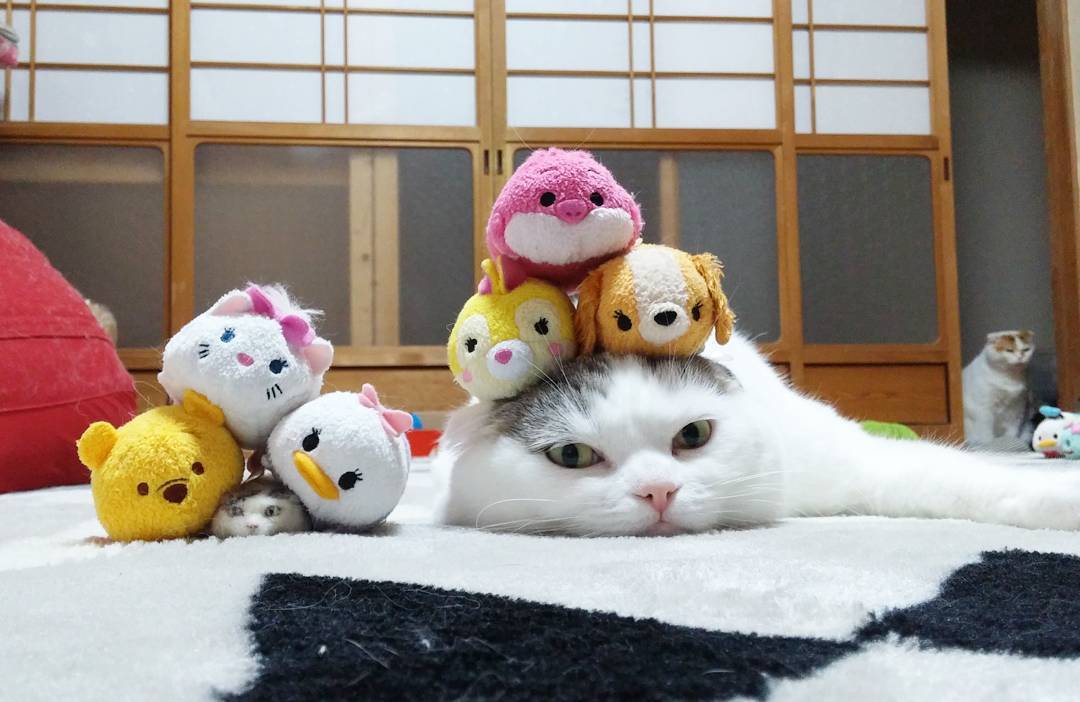 18299556_1083393131806826_4616900774444662784_n