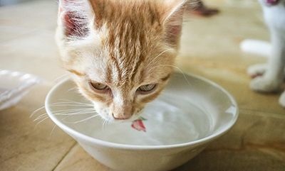 d8060ea0d62b66bea46136558f46aa77