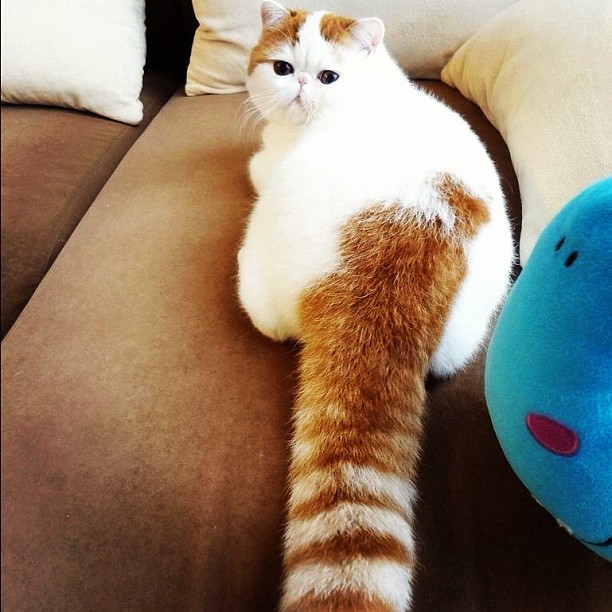 11111473_531313807010031_493519066_n