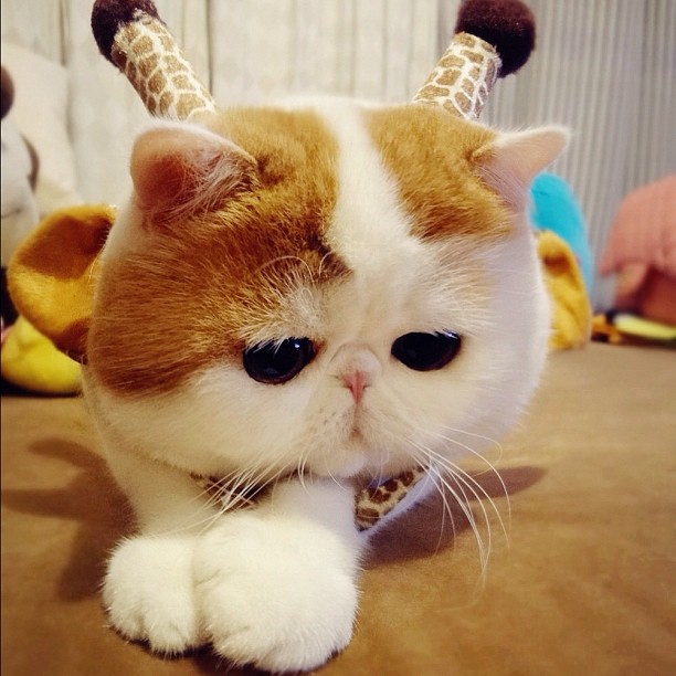 11186965_836552586429577_344670006_n