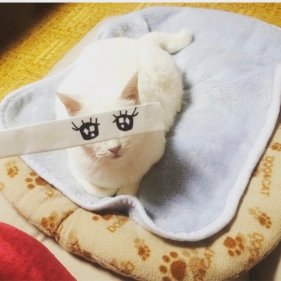 16585040_416698985337668_1284333171558580224_n