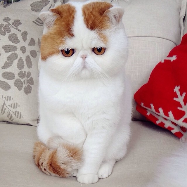 925443_1450808238468077_988744444_n