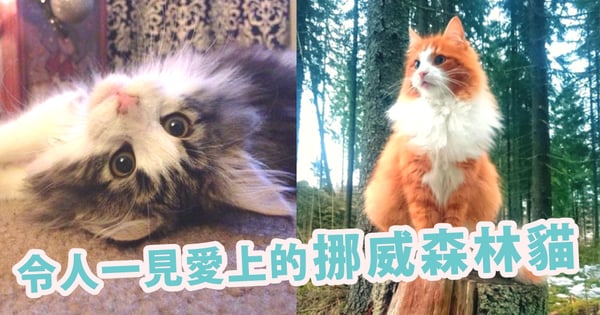 毛茸茸又不怕人！5個愛上「挪威森林貓」的理由～就算不愛貓咪的人也會心動想養啊！