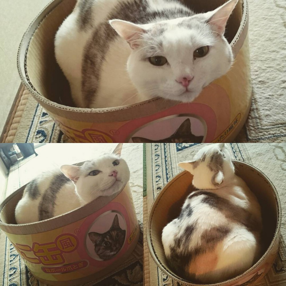 15048008_1666605666964428_2819660967720255488_n